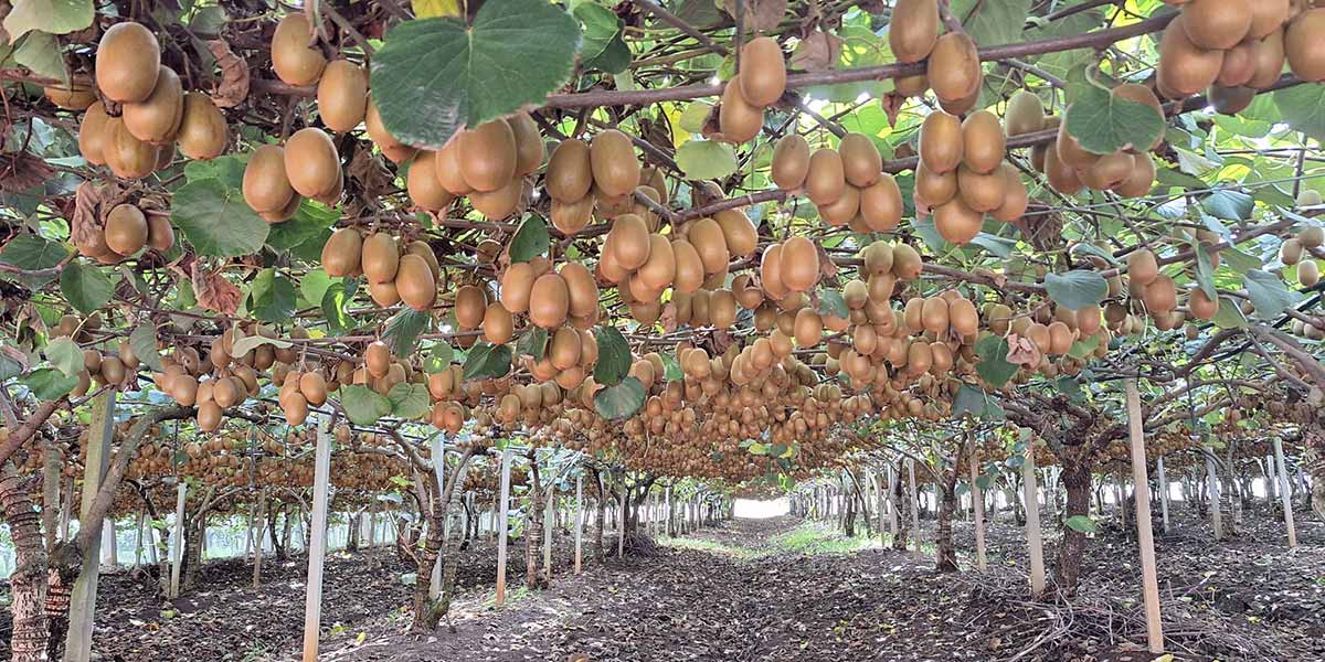 Il segreto di Zespri? Una qualità costruita passo dopo passo